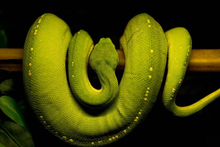 serpent macro vert